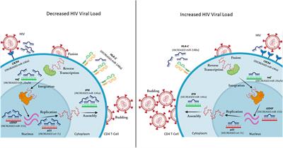 The Effect of miRNA Gene Regulation on HIV Disease